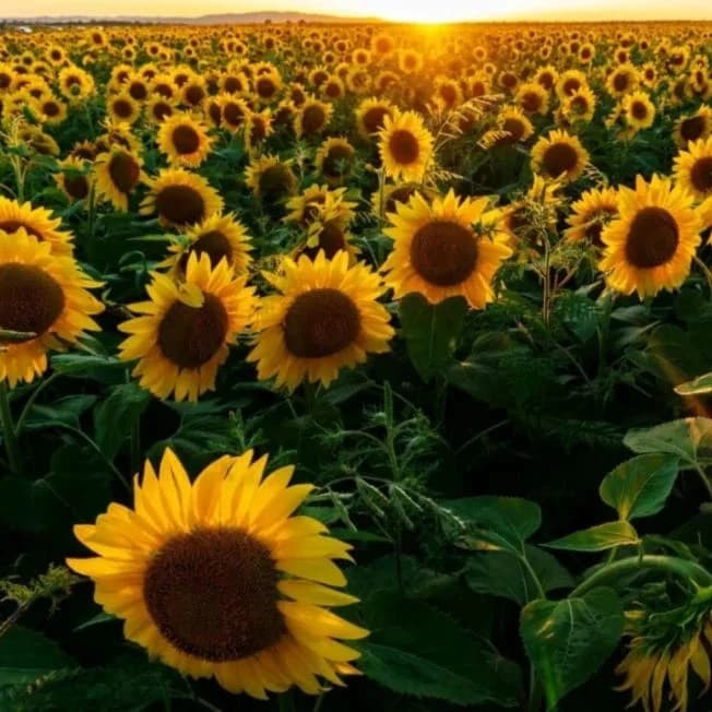 
Подсолнушек🌻
