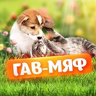 Коты и котики, собаки и пёсики: смешные забавные видео @gav_myaf