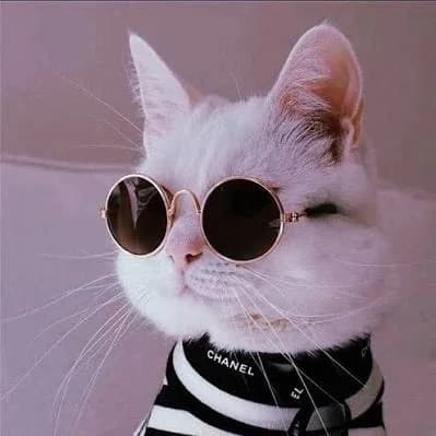
Кошки | Котики Коты. Собаки. Собачки. Песики. Животные. Домашние. Милые. Пушистики. Классные. Смешные. Видео. Фото. Котята. Щеночки жиза жесть девочки девчонки девчули любовь отношения про женщин
