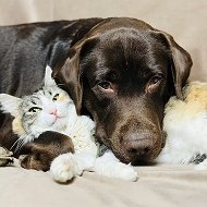 Оскар и Плюша @oskar_and_plusha