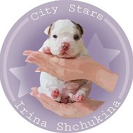 Французский бульдог. Щенки . @american_bully_ru