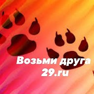Возьми друга | Отдам в добрые руки 29.ru @animal_friends