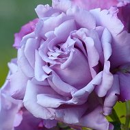 Тихий уголок моей души @myquietsoul