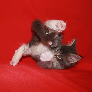 Жизнь с Мейн-Куном @lifewithmainecoon