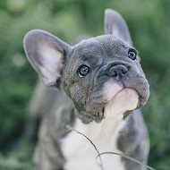 Французский бульдог. Щенки. Продажа @frenchbulldogpuppi