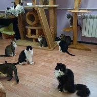 Приют  "КОШКИ СЕВЕРНОЙ ПАЛЬМИРЫ" @vp_helpcats