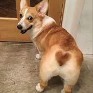 Корги @corgi