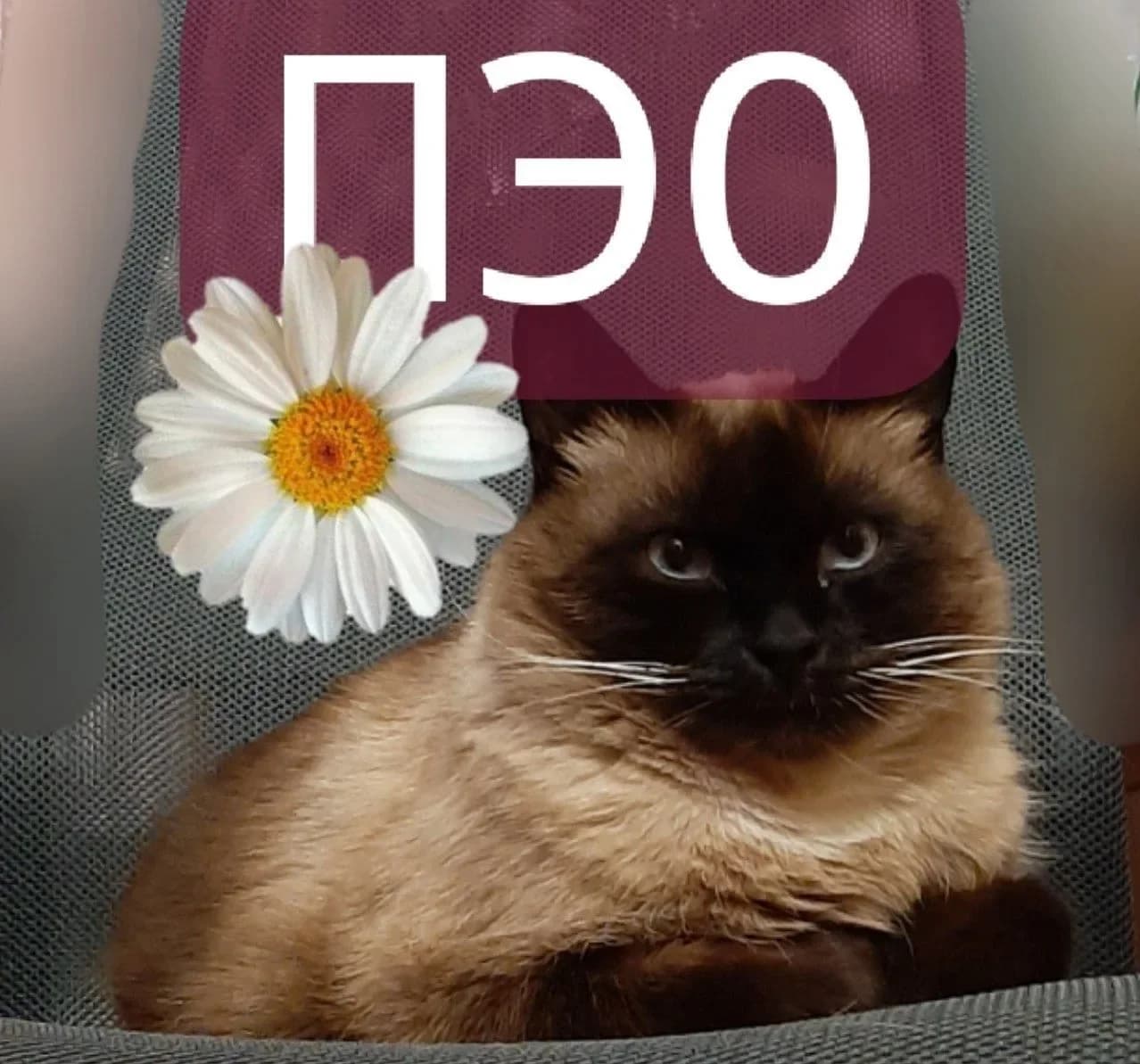 
ОГКУ "Костромской областной ПЭО"
