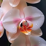 Мир Орхидей | Советы | Уход @world_of_orchids