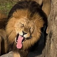 Тайган и Крым! @safari_park_taigan