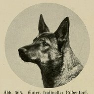 Собаки в прошлом @vintagedogs