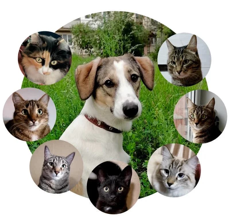 
Кошкин дом Гелены
