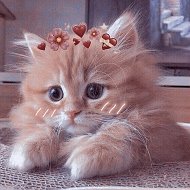 милые котики животные @cutecat9