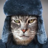 Кошкин Сибиряк @Koshkin_sibiryak