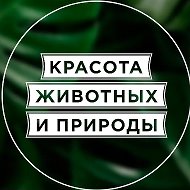 Красота животных и природы @beauty_animals