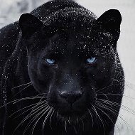 Дикие животные @wildanimals