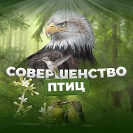 Совершенство птиц @sovershenstvo_ptits